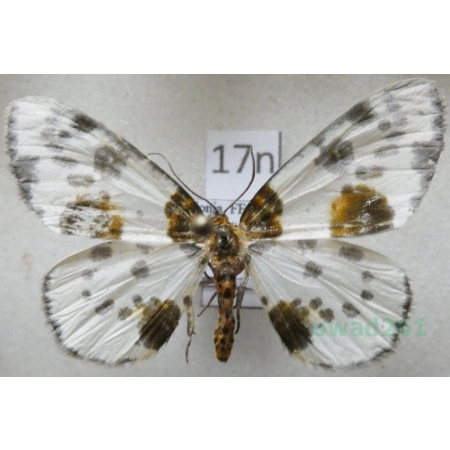 Abraxas sylvata (Scopoli, 1763) Plamiec leśniak Poland17n